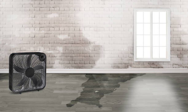 Best Ceiling water damage repair  in Canton, NC